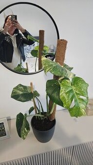 Velka Monstera Thai