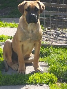 CaneCorso