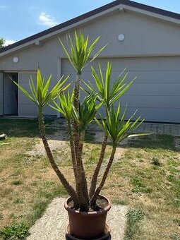 Juka obrovská – Yucca elephantipes (6-kmeňová, cca 180 cm)