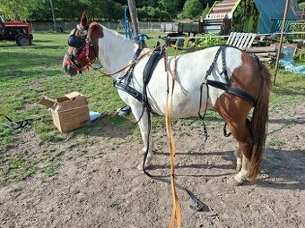 Poprsný postroj pony