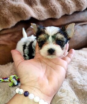 Biewer Yorkshire terrier s rodokmeňom