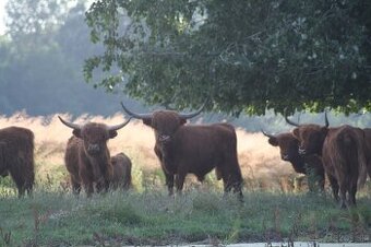 Hovädzie mäso Highland