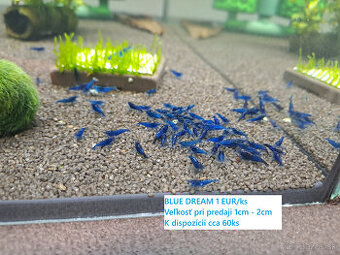 BA a okolie, krevetky BLUE DREAM (neocaridina), 1 EUR/ks