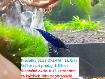 Vianočná akcia (Bratislava) - krevetky BLUE DREAM 1 EUR/ks