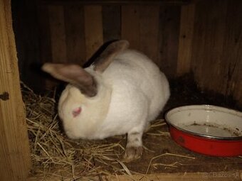 Dospelé samice vhodné na párovanie akcia 25€