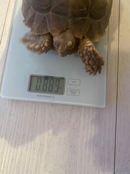 Ostrohata suchozemska korytnačka