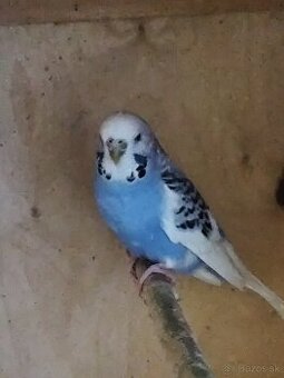 Polovýstavná andulka