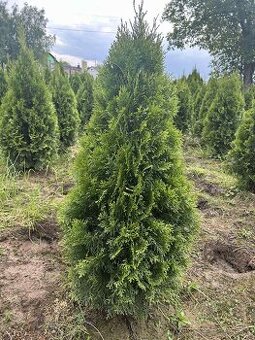 Tuja smaragd,Vavrín,Tis stredný