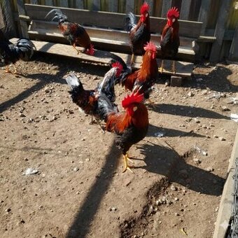 Predám kohúty týchto plemien