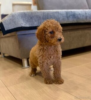 Pudl stredný pudlik