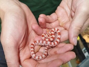 Predaj užoviek červených