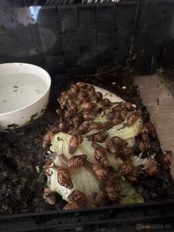Africké slimaciky
