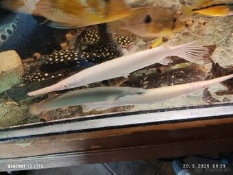 platyrhincus albino red eye+arowany