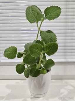 Nádchovník , rýmovník - (Plectranthus amboinicus L. )