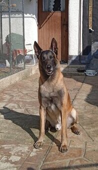Belgicky ovciak malinois