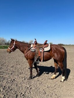 Qh kobyla - 1