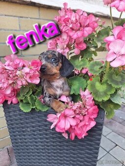 Jazvecik trpaslici-Fenka