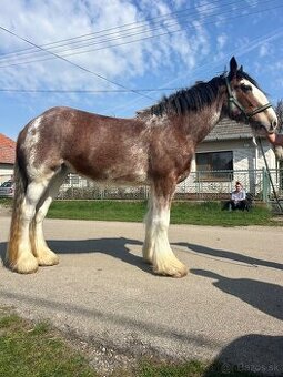 Clydesdale