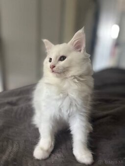 Maine coon mačiatka k odberu