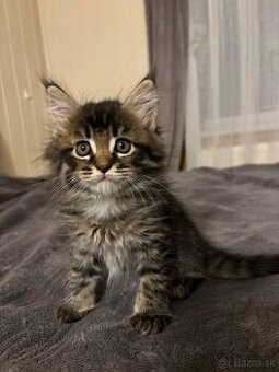Maine coon mačiatka k odberu