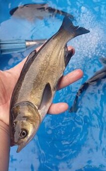 Predám Lieň,Amur,Jeseter,Uhor,Pstruh, Tolstobik,Karas,Jalec