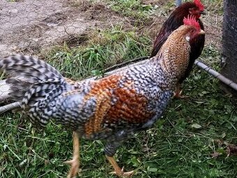 Predám-vymením kohútov Vlaška rodofarebná - Vlaška rodobarvá