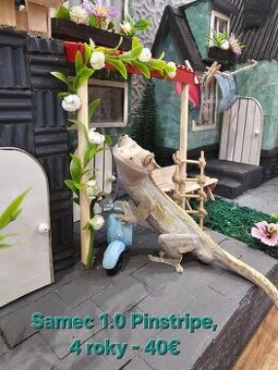 Pagekon riasnatý (Correlophus Ciliatus)