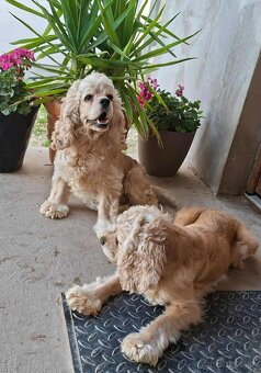 Americký kokeršpaniel