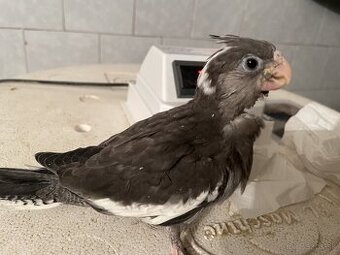 korela na rucne dokrmenie