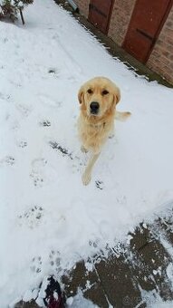 Zlatý retriever