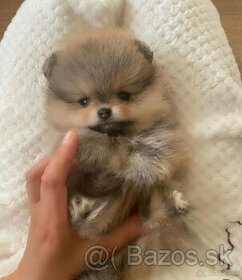 Pomeranian mini