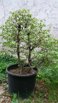 bonsai,bonsaj-hrab 4