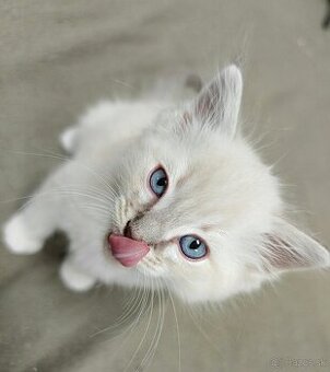 Ragdoll