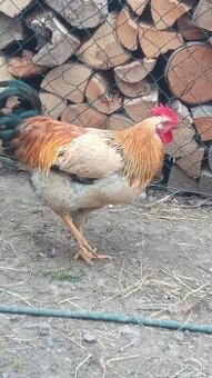 Predám , vymením kohúta 🐓