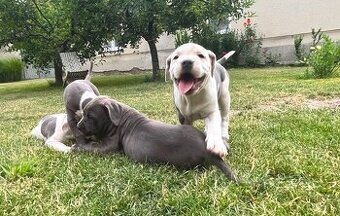 American bully XL, Americký stafordsirsky terier