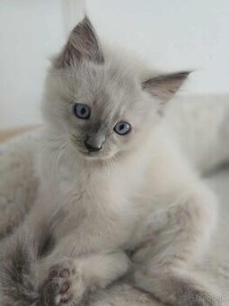 Ragdoll mačiatka