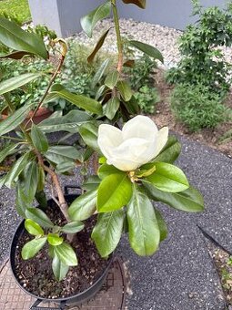 Magnólia grandiflora na predaj