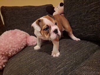 Anglicky buldog