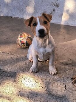 Jack russel terier