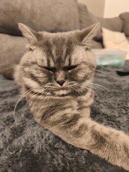 Britský kocúrik na krytie