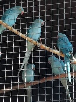 Alexander malý modrý