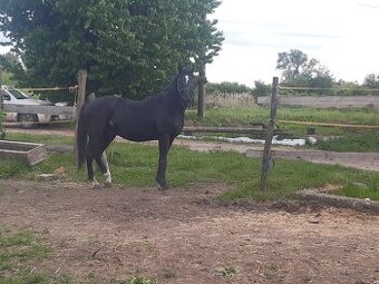 Predám kone plemena NONIUS