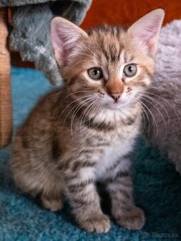 Darujem krásne mačiatka