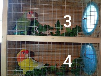 Predám agapornisov ružovohrdlých