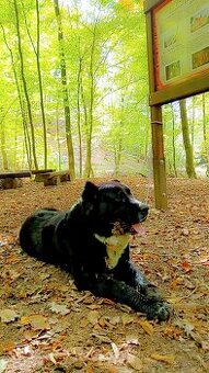 Darujem psa na stráženie