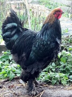 Kohút brahman veľký