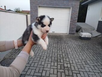 SIBÍRSKY HUSKY
