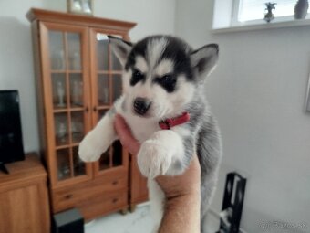 SIBÍRSKY HUSKY - 1
