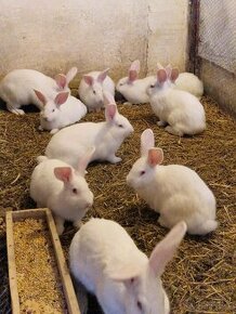 Panónske biele zajace