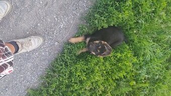 Nemecky ovčiak